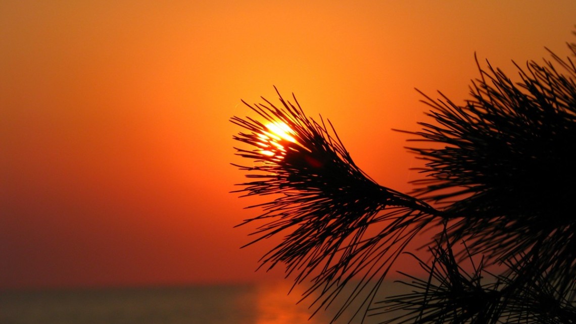 GS-sunset-pine-needles