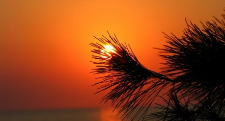 GS-sunset-pine-needles