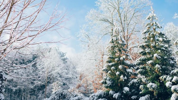A scenic, forest landscape of evergreen trees laden with winter snow.